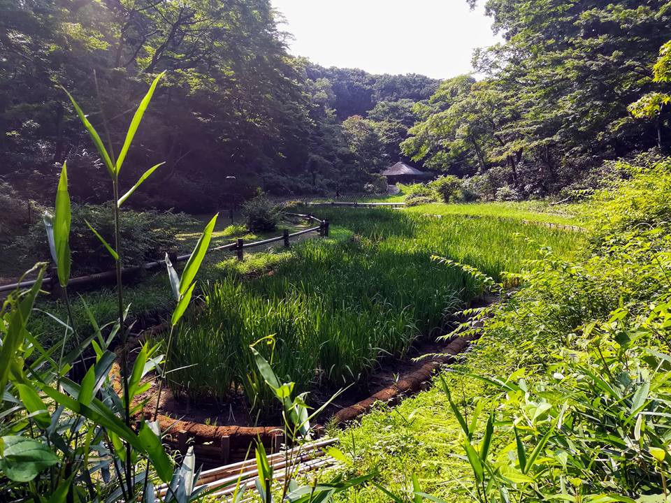 Le jardin aux iris, qui était sans doute beaucoup plus joli il y a deux semaines, quand les fleurs en question n'avaient pas encore toutes été coupées. 