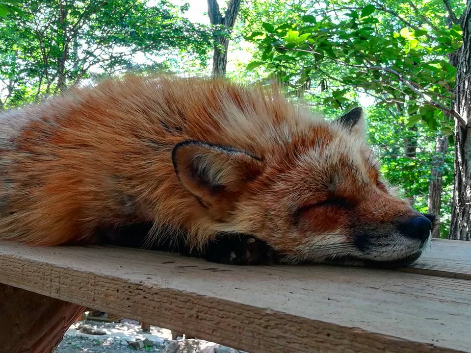 Un renard qui a trop chaud.