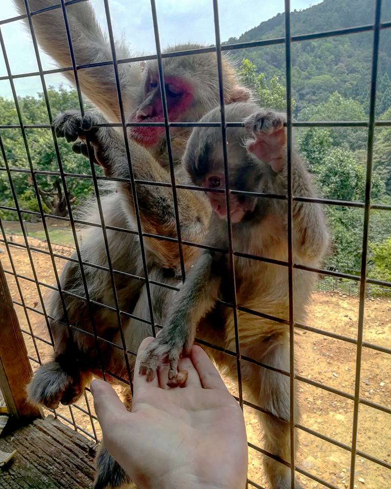 Contrairement aux apparences, c'est moi qui suis dans la cage. 