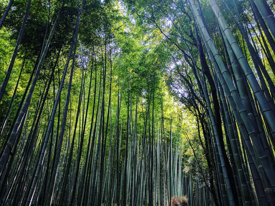 Forêt de bambous. 