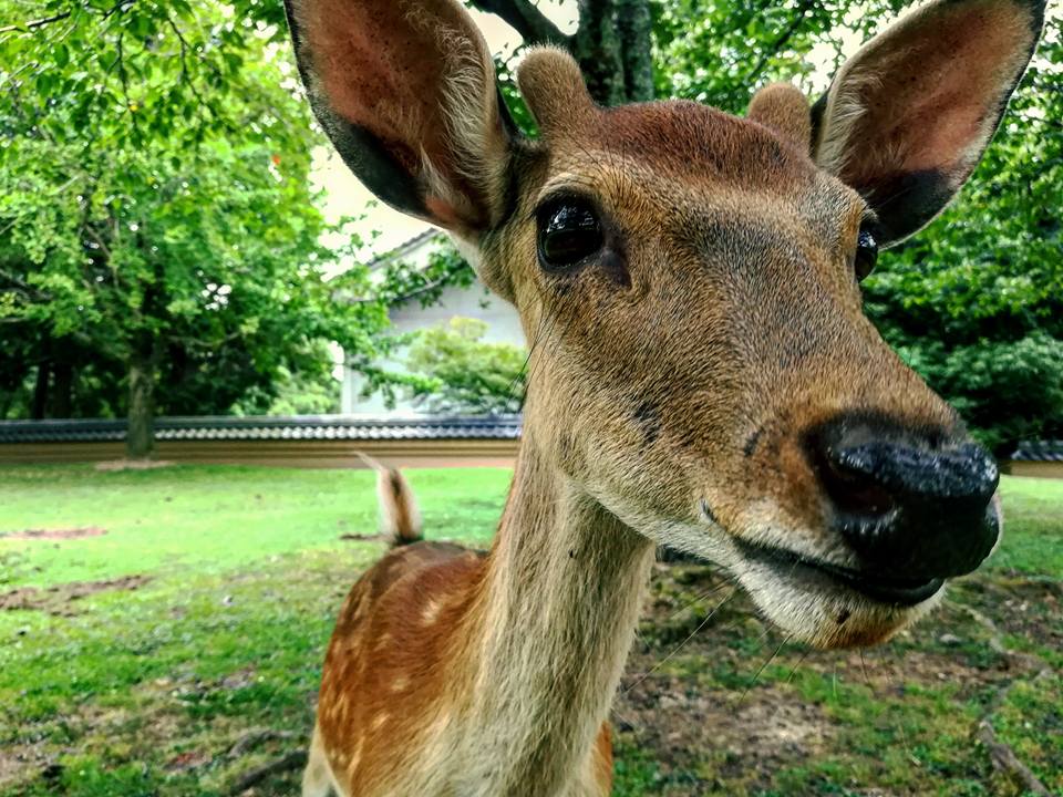 Prendre une photo sans se faire grignoter son téléphone : tout un art.