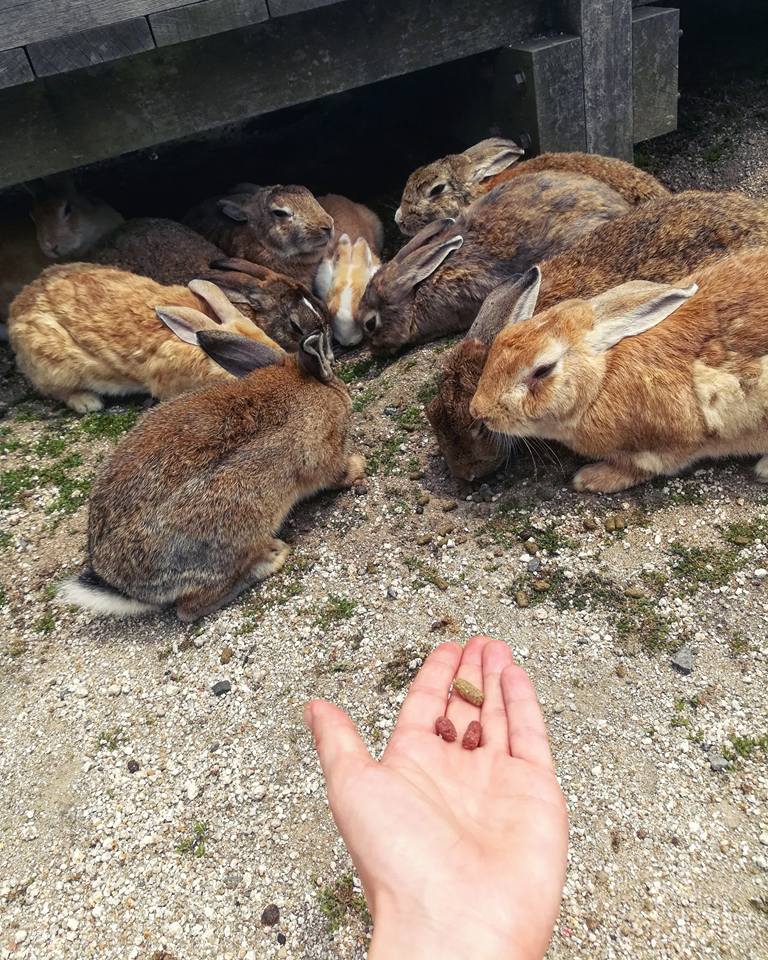 Des lapins dédaignant mes croquettes.