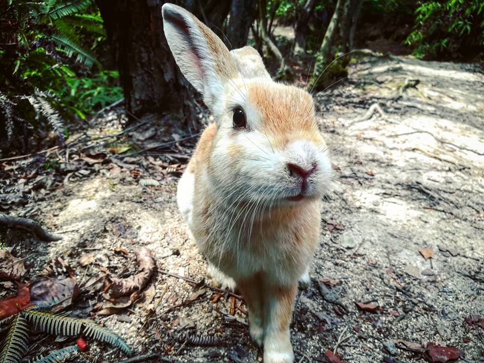 Un lapin affamé dans la forêt.