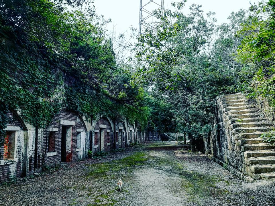 Un lapin apparaît soudain pendant que je prends une photo des ruines. 